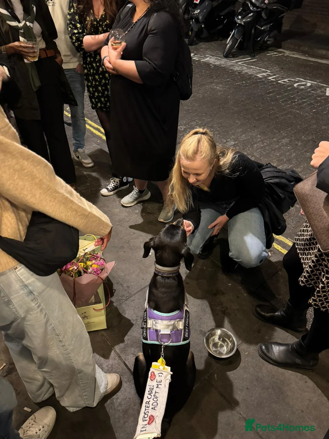 Mixed Breed dogs for adoption: Meet Lokum – Gentle Soul Doberman Mix - Advert 2