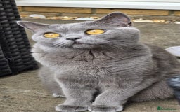 British Shorthair cats for sale: British Shorthair Blue Kittens - Image 24