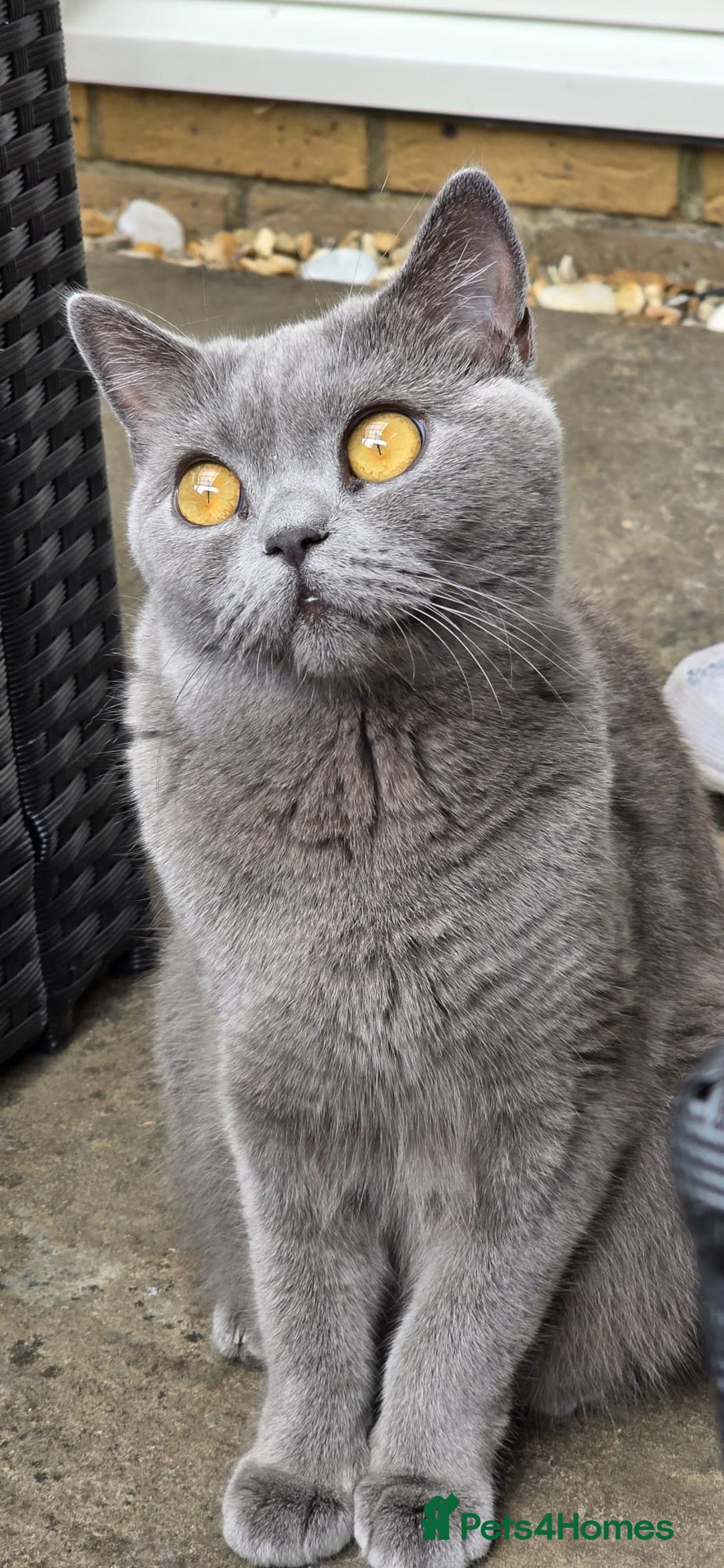 British Shorthair cats for sale: British Shorthair Blue Kittens - Image 24