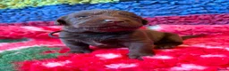 Labrador Retriever dogs for sale: Chocolate Labs Extenively health Tested  - Advert 13