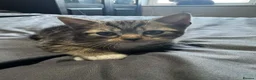 Mixed Breed cats for sale: 15 week old kitten  - Advert 5