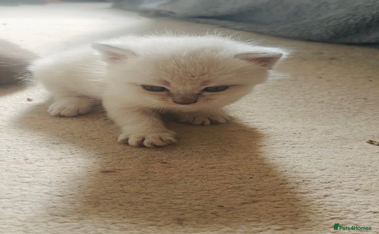 Persian cats - Advert 11