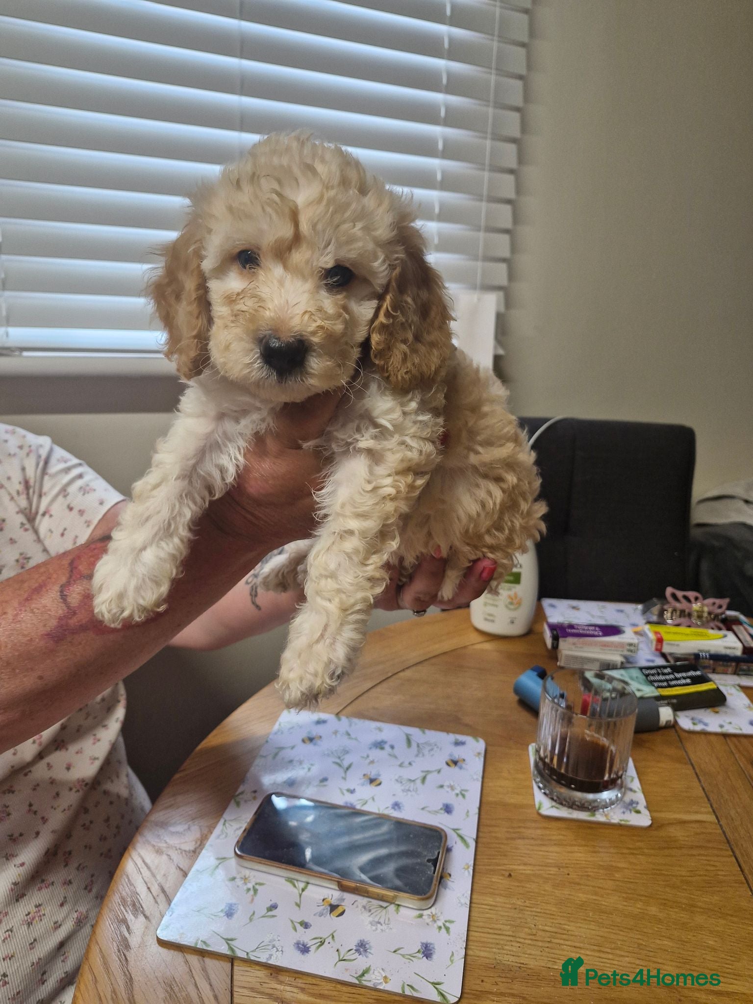 Cockapoo dogs 1 stunning male cockapoo puppy  - Advert 1