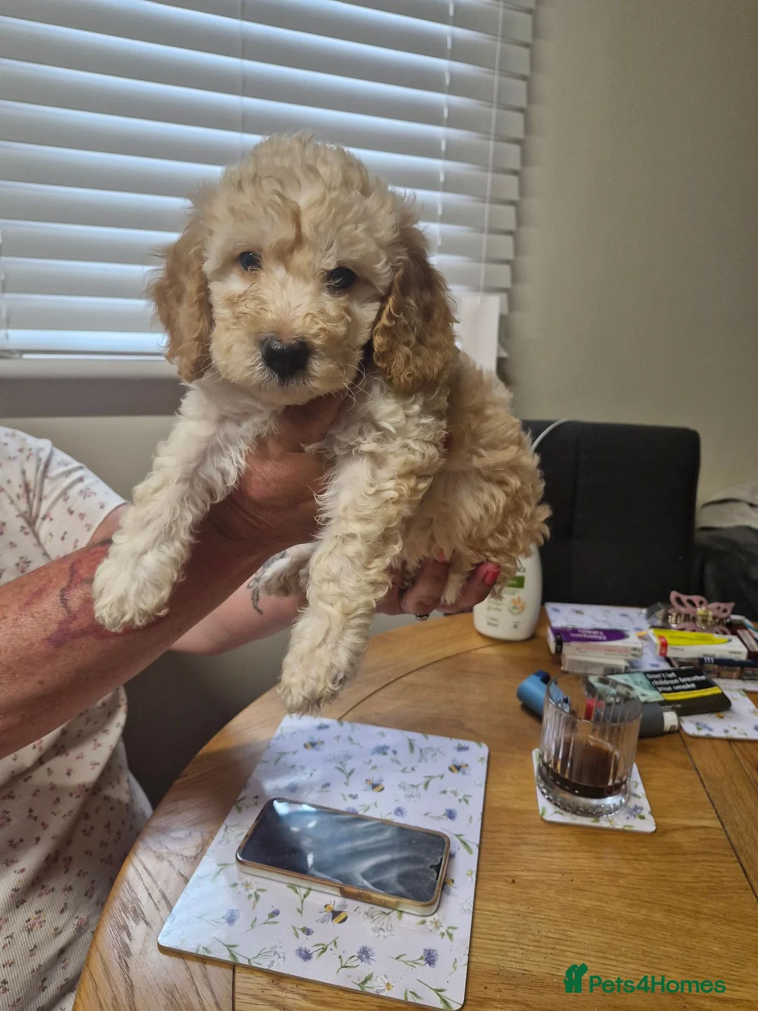 Cockapoo dogs for sale: 1 stunning male cockapoo puppy  in Nottingham - Advert 2