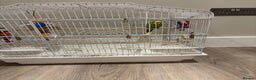 Budgerigars birds for sale: Male budgie for sale  - Advert 1