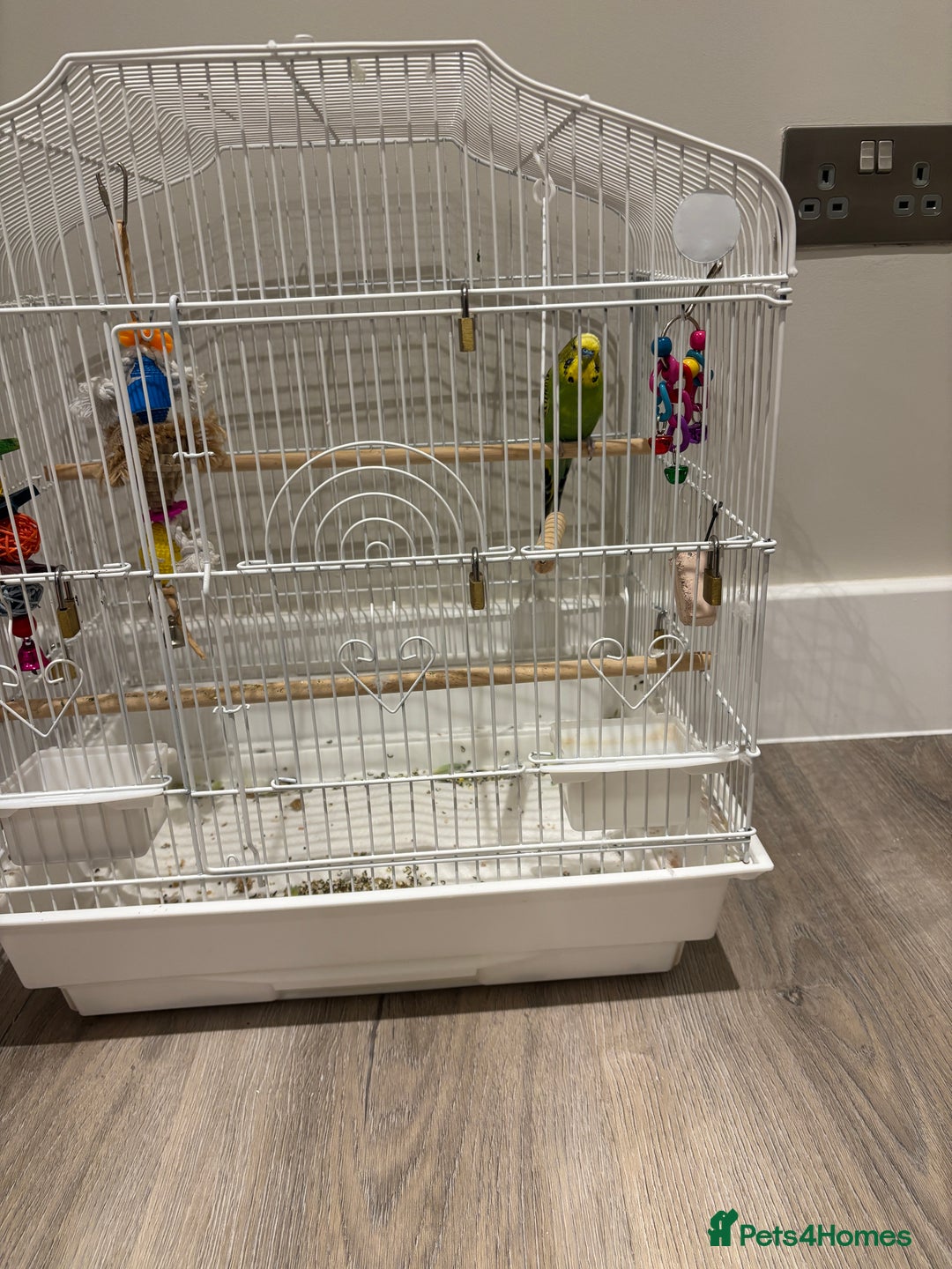 Budgerigars birds for sale: Male budgie for sale  - Advert 1