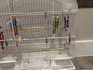 Budgerigars birds Male budgie for sale - Advert 3