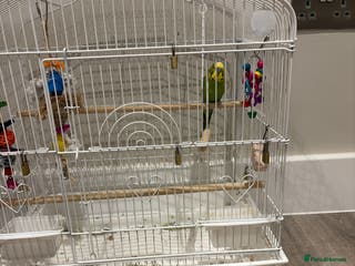 Budgerigars birds Male budgie for sale - Advert 6