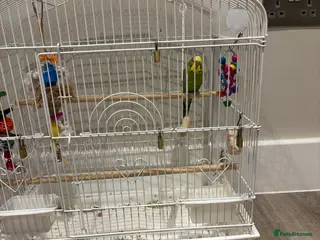 Budgerigars birds Male budgie for sale - Advert 19