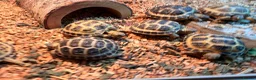 Tortoise reptiles for sale: Beautiful horse field baby Tortoises ready to go - Advert 4