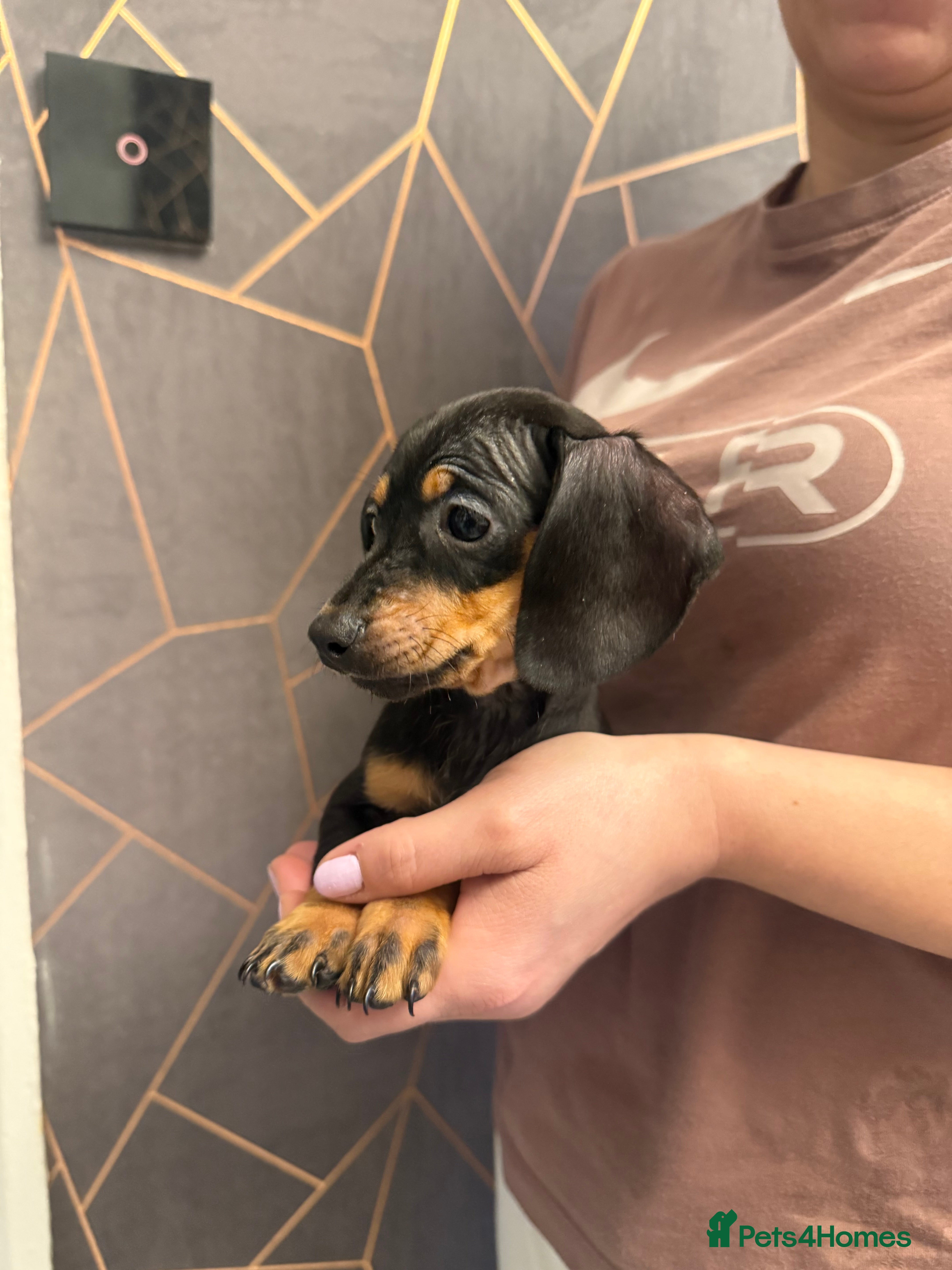 Miniature Dachshund dogs Miniature Dachshund (Last female)  - Advert 12