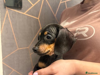 Miniature Dachshund dogs Miniature Dachshund (Last female) - Advert 5