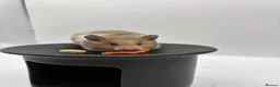 Hamster rodents for sale: Pedigree Syrian hamster pups  - Advert 12