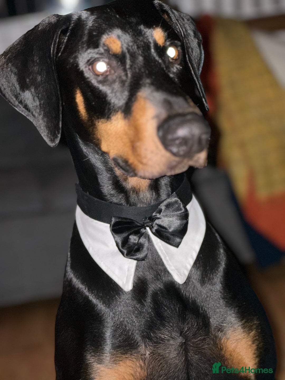 Dobermann dogs for sale: Wonderful Doberman for unfortunate adoption  - Advert 17