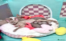 Devon Rex cats for sale: 5 fluffy beautiful Lilac Devon Rex babies!!!😻 - Image 5
