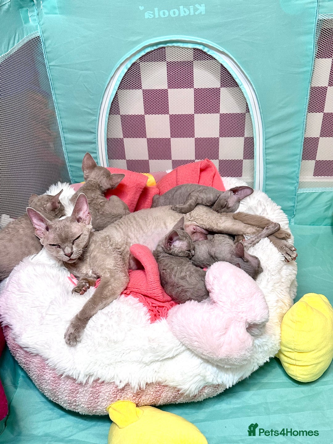 Devon Rex cats for sale: 5 fluffy beautiful Lilac Devon Rex babies!!!😻 - Image 5