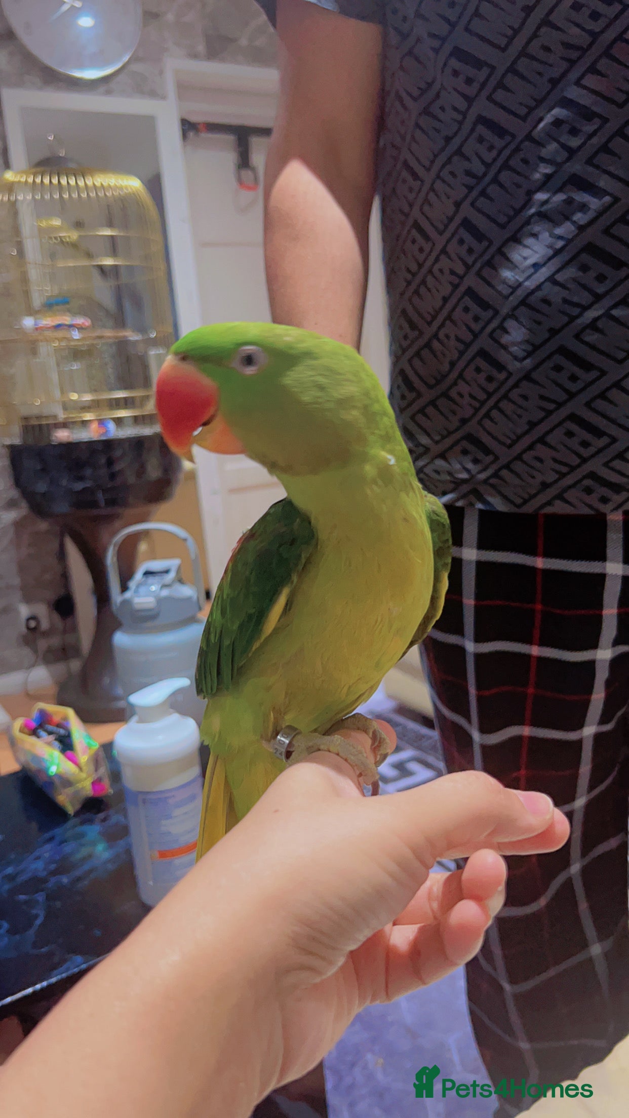 Parrots birds Alexandrine talking male parrot - Advert 1