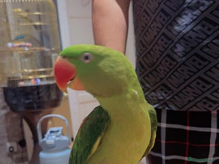 Parrots birds Alexandrine talking male parrot - Advert 4