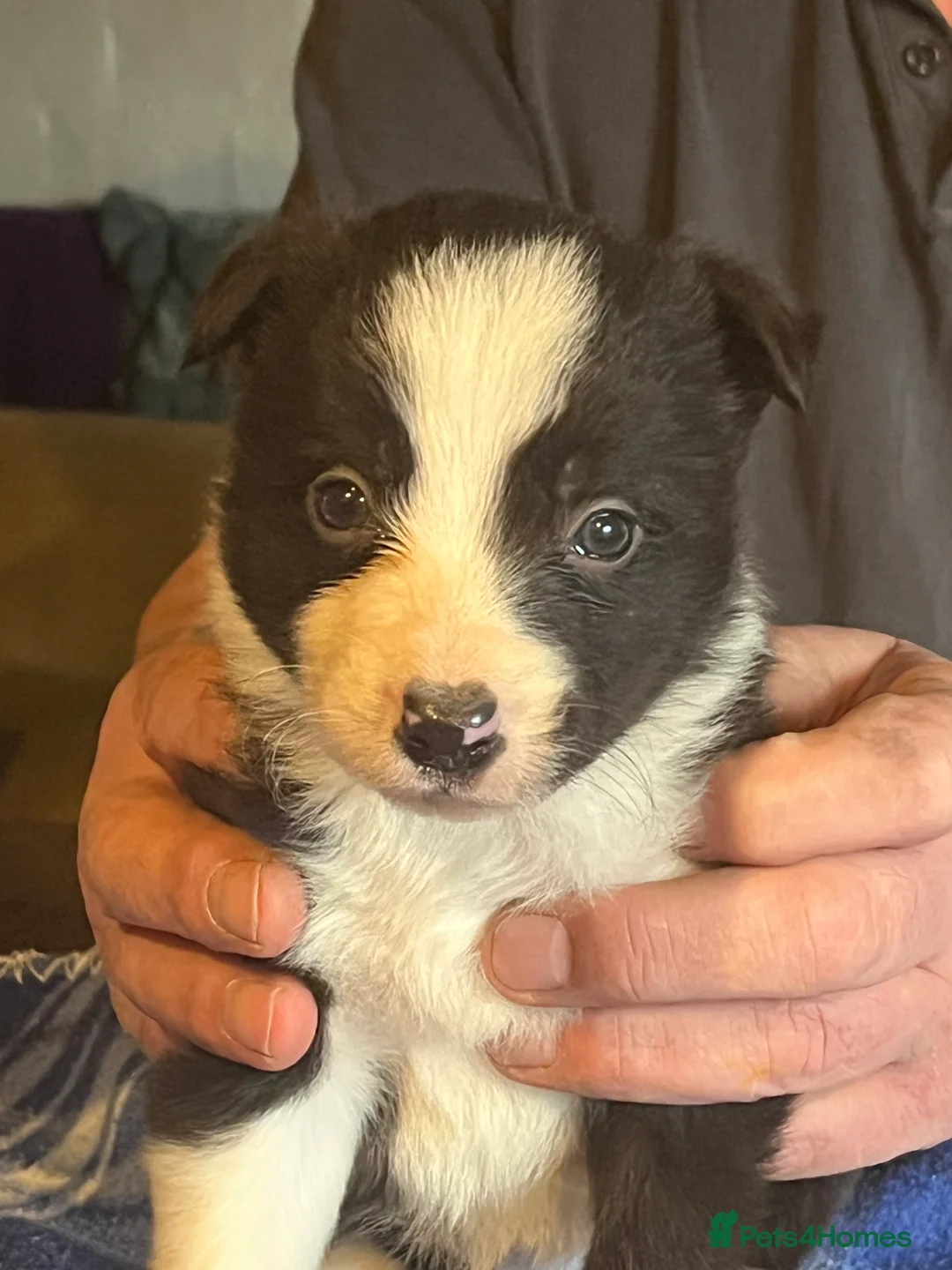 Border Collie dogs for sale: Border collie puppies, excellent litter!!  - Advert 29