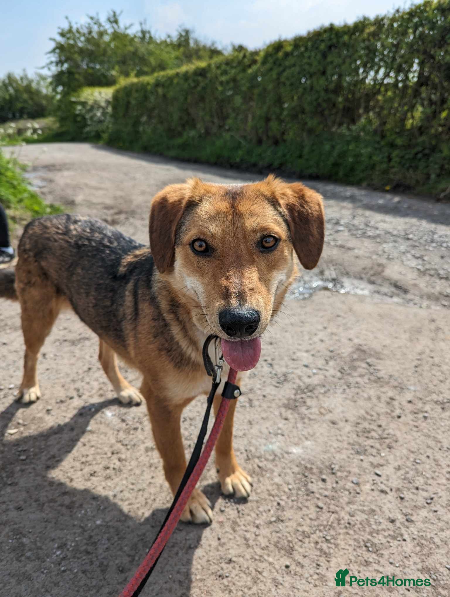 Mixed Breed dogs Meet Shiloh, currently residing in Cheshire  in Nantwich - Advert 22