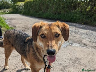 Mixed Breed dogs Meet Shiloh, currently residing in Cheshire in Nantwich - Advert 7