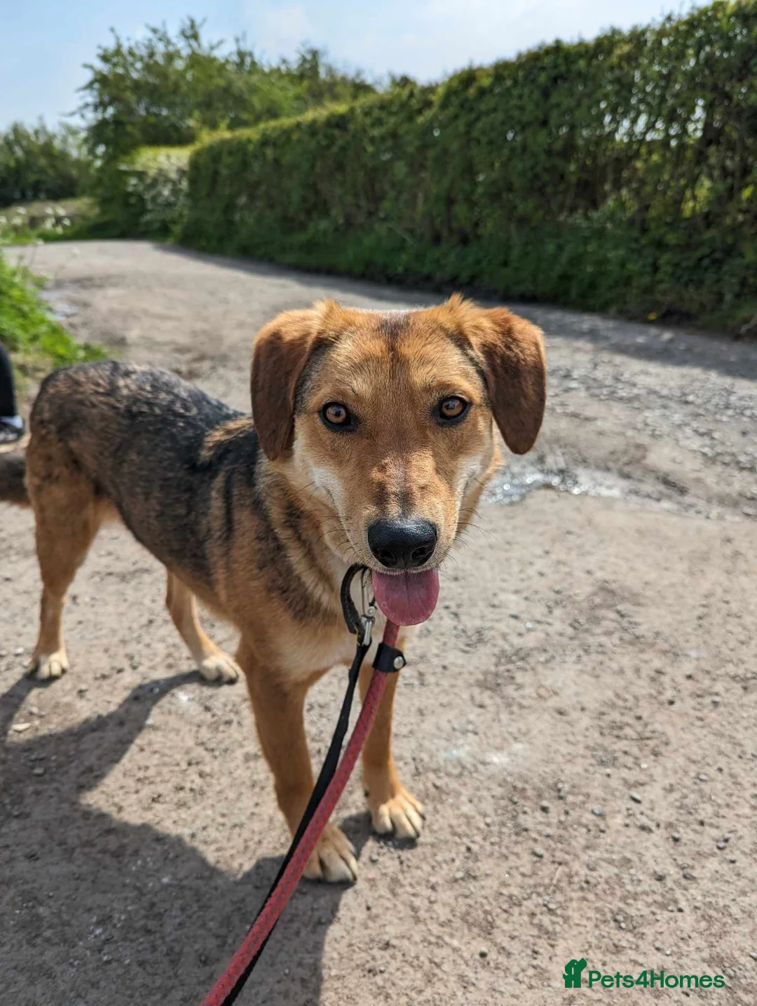 Mixed Breed dogs for adoption: Meet Shiloh, currently residing in Cheshire  in Nantwich - Advert 1