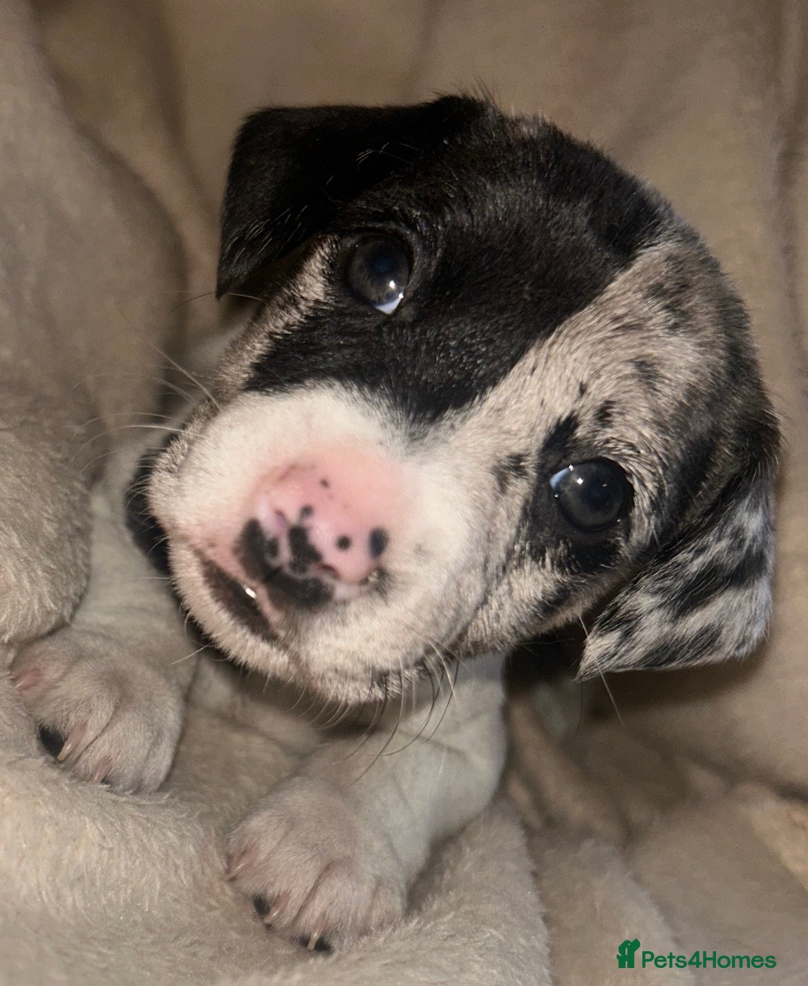 Jack Russell dogs Beautiful Jack Russell girls  - Advert 10