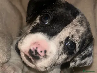 Jack Russell dogs Beautiful Jack Russell girls - Advert 10