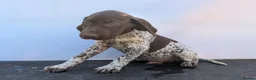 German Shorthaired Pointer dogs for sale: 3 beautiful German pointers!! - Advert 7