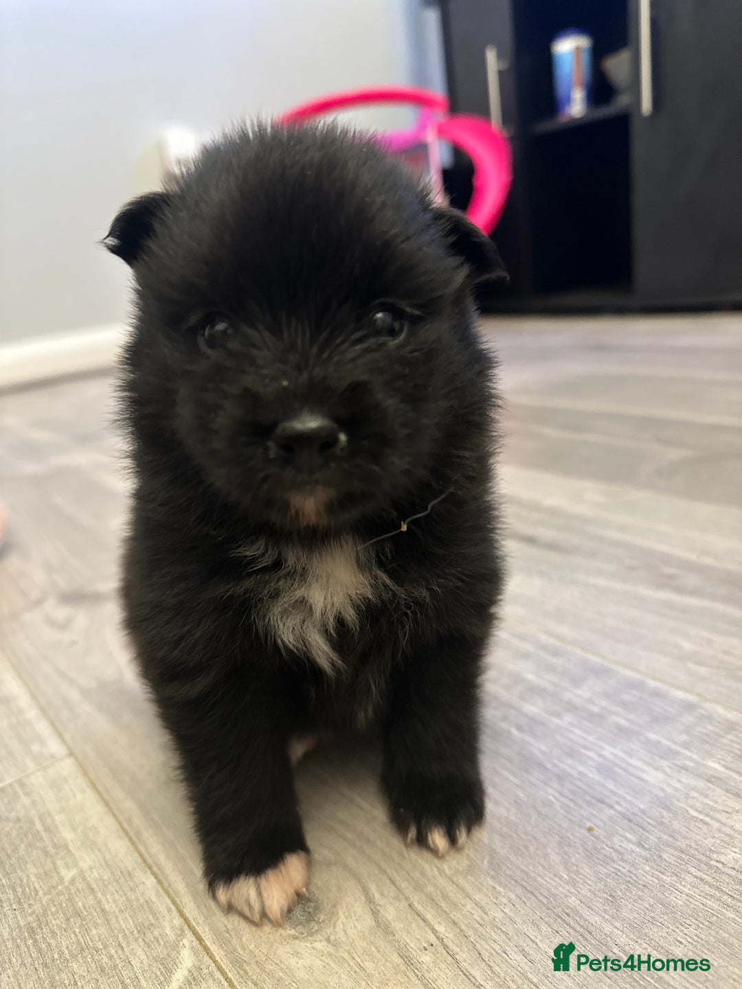 Pomsky dogs for sale: Pomsky Puppies  - Image 18