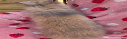 Lionhead rabbits for sale: Fluffy Teddy lion head x Angora ☆8weeks ready now - Advert 14