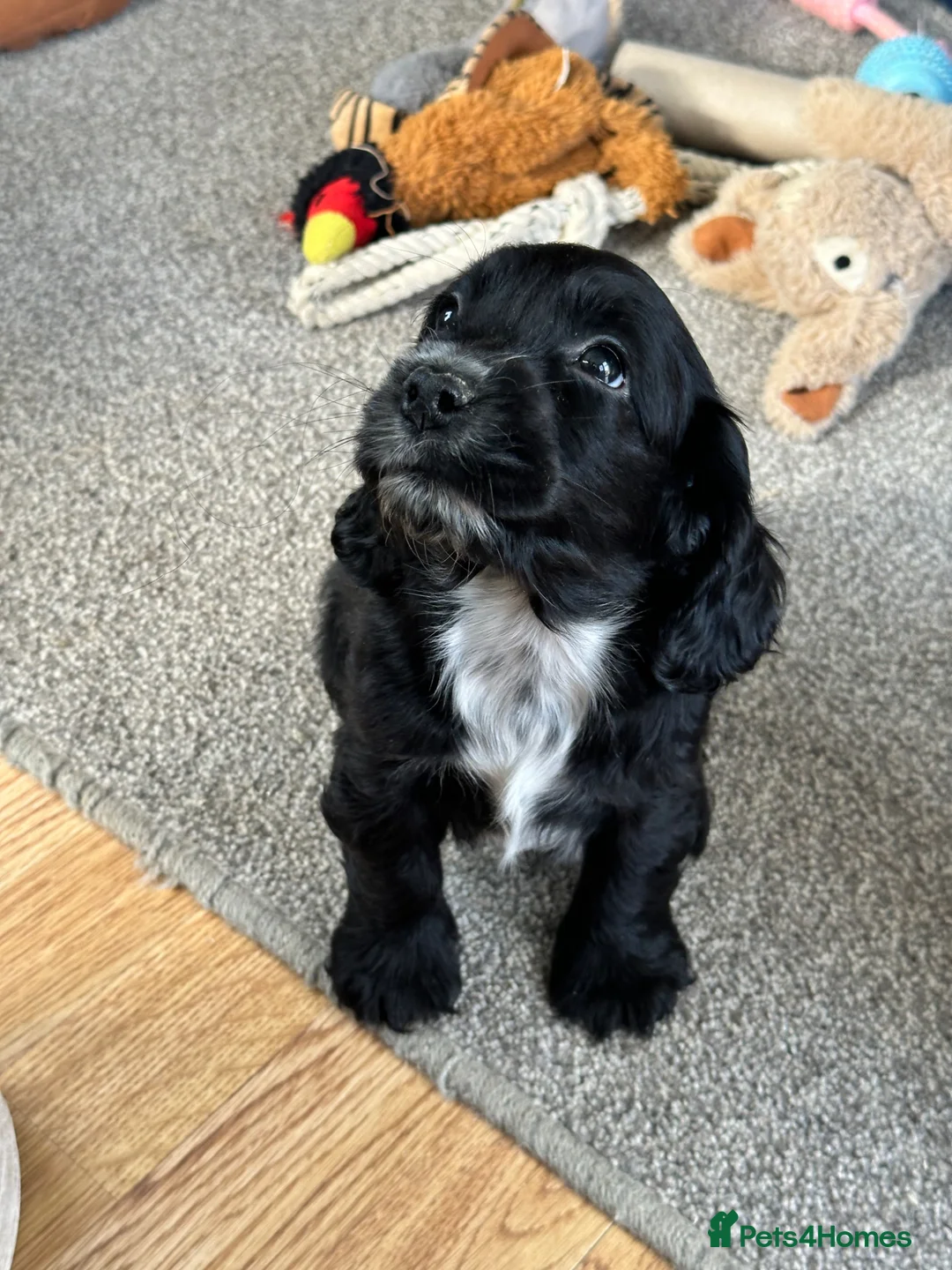 Cocker Spaniel dogs for sale: Beautiful cocker spaniel pups - Advert 2