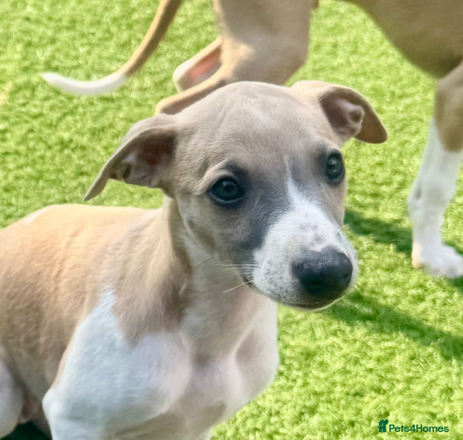 Whippet dogs Beautiful whippet babies! - Advert 2