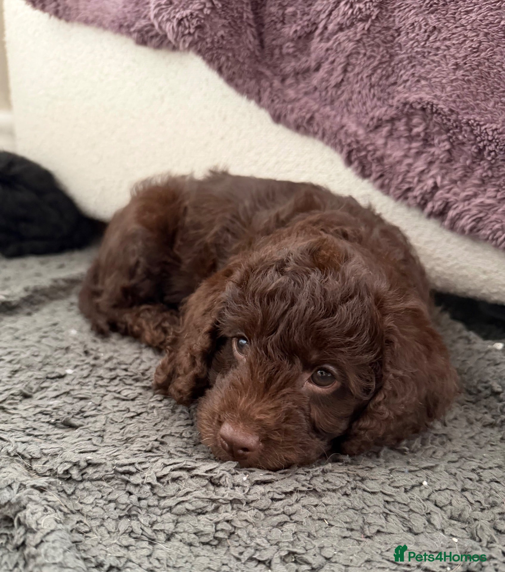 Mixed Breed dogs 2 Male F1b Beaglepoo - Advert 9