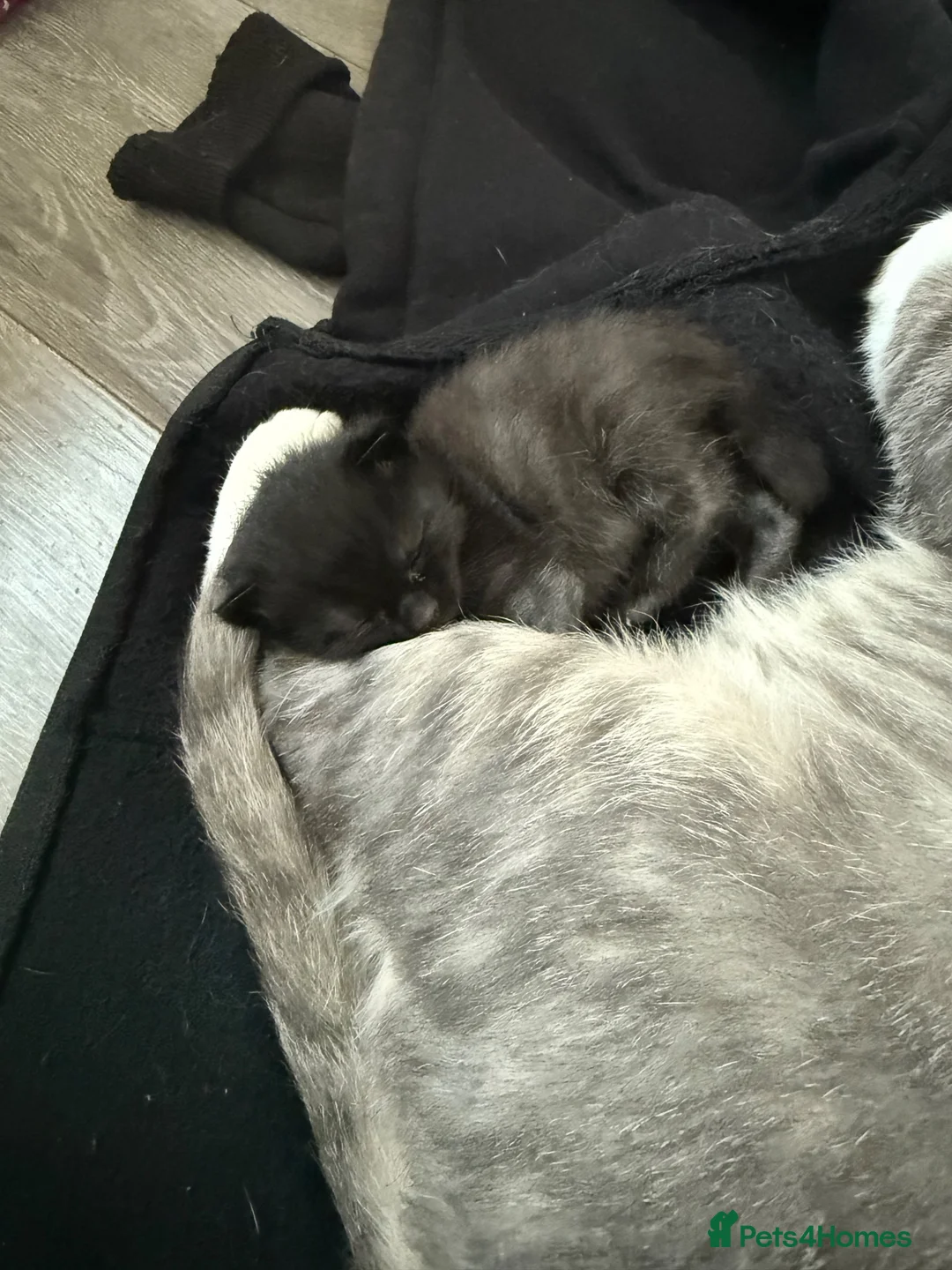 Mixed Breed cats for sale: Male kitten  in Bradford - Advert 2