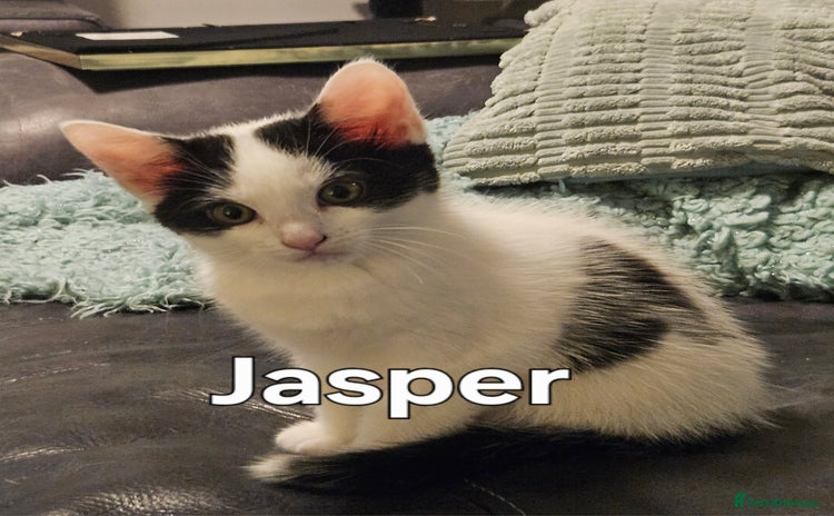 Mixed Breed cats - Advert 2