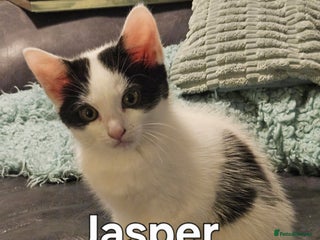 Mixed Breed cats - Advert 7