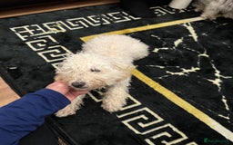 Toy Poodle dogs for sale: Cute playful toy poodle boy puppy - Advert 4