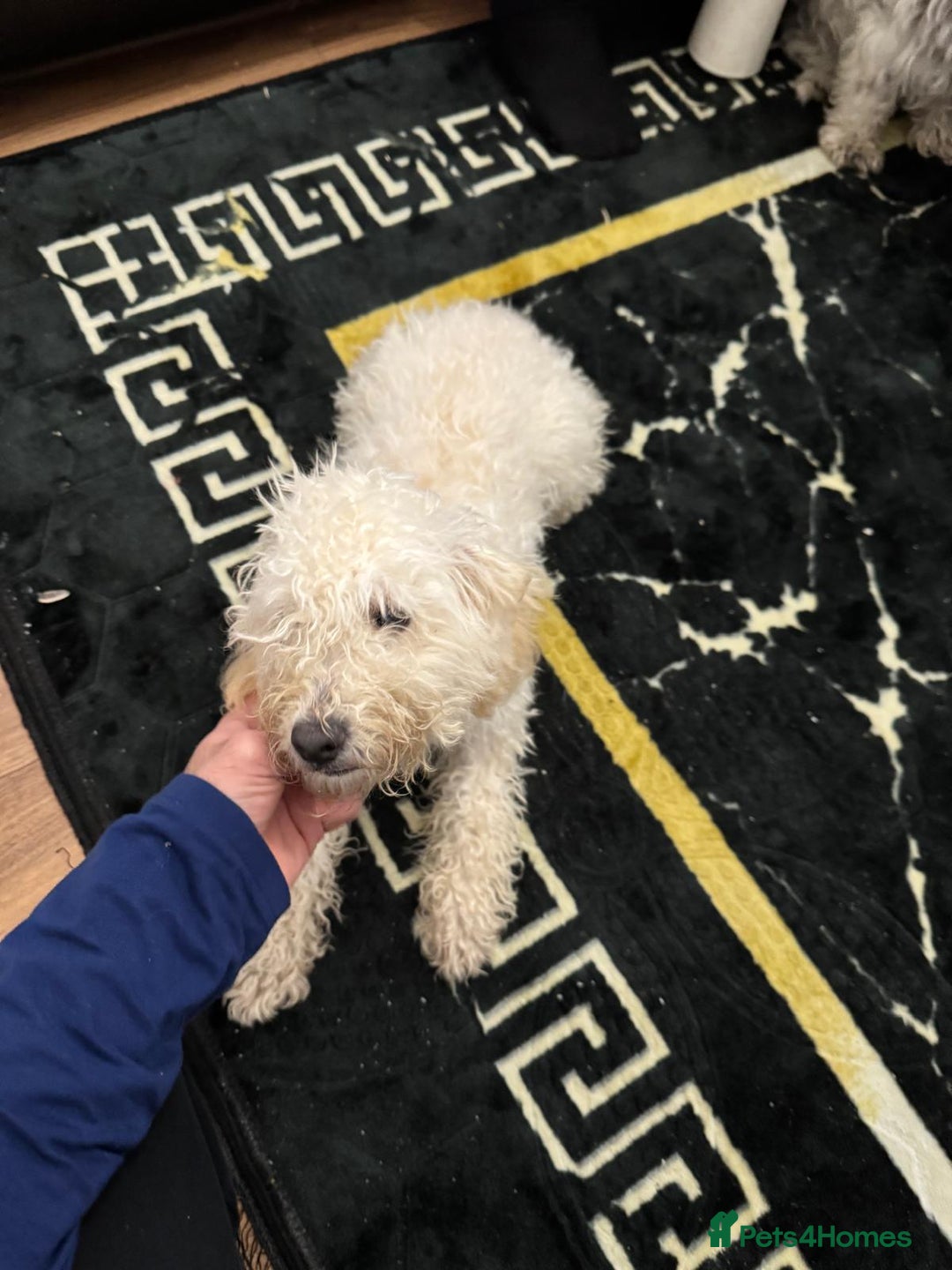 Toy Poodle dogs for sale: Cute playful toy poodle boy puppy - Advert 4