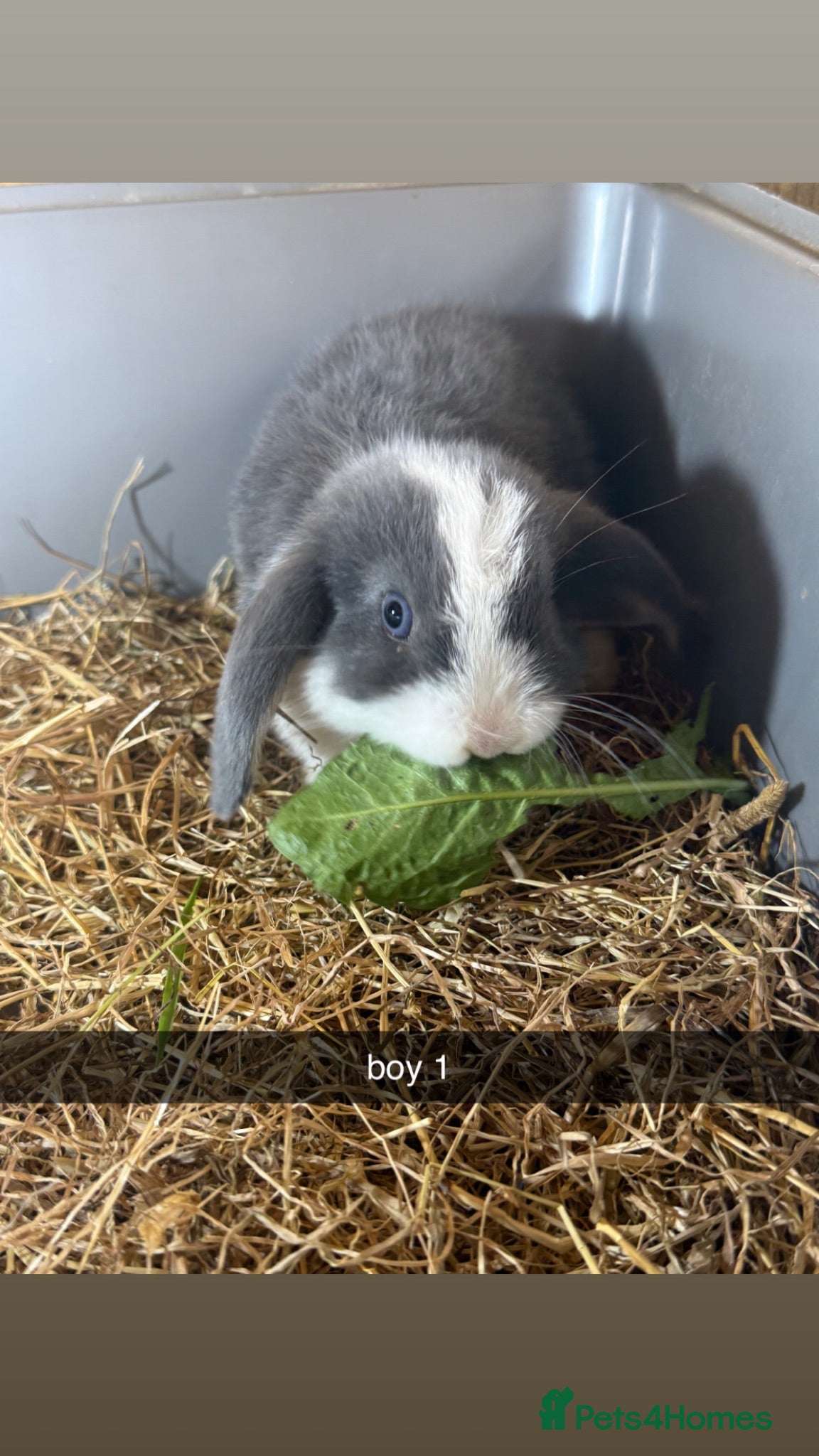 Mini Lop rabbits pure breed minilop rabbit's  - Advert 13