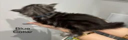 Maine Coon cats for sale: TICA & Council licensed Maine Coon kittens  - Advert 14