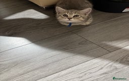 British Shorthair cats for sale: BSH Kitten Bean - Image 23