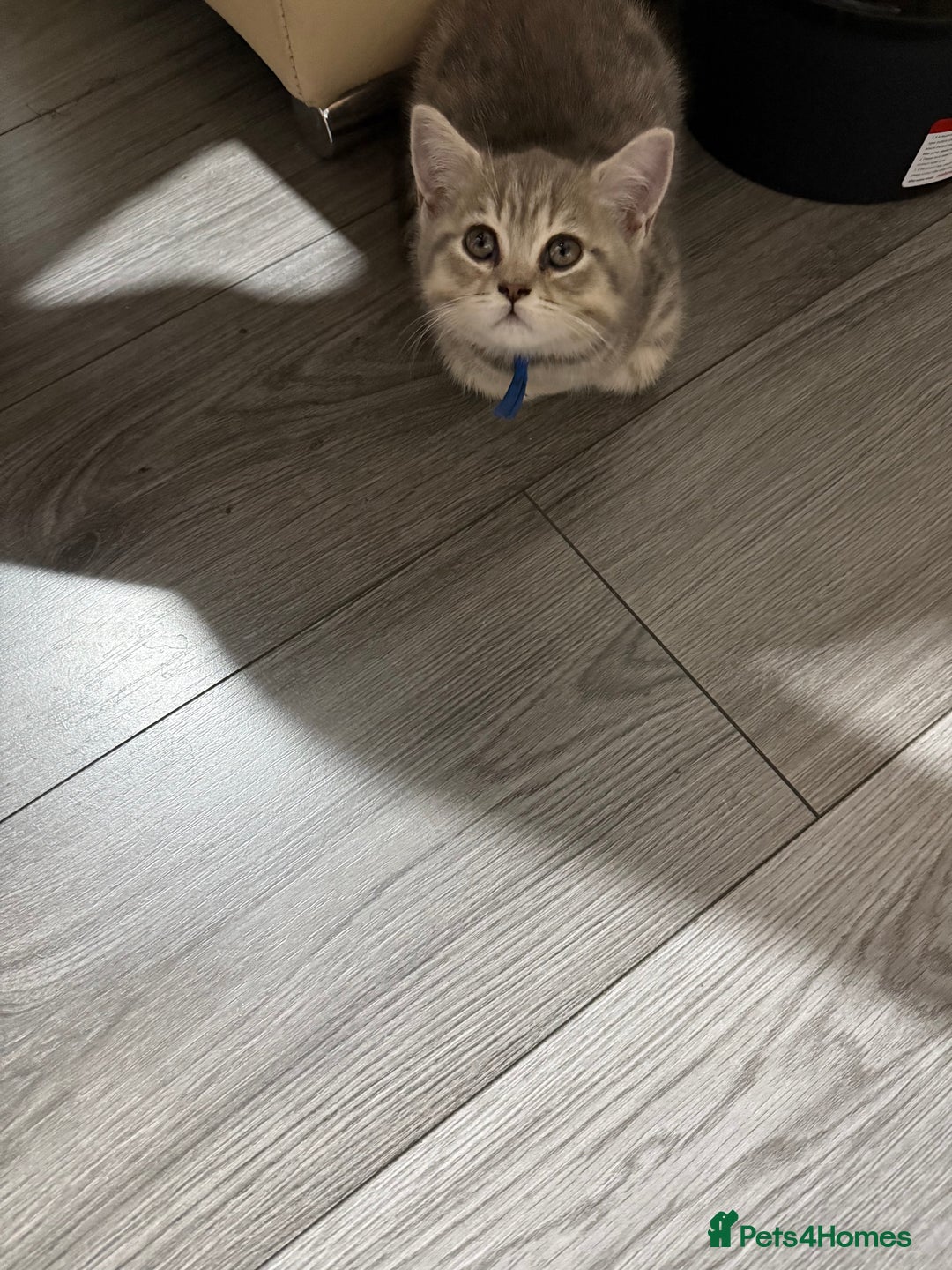 British Shorthair cats for sale: BSH Kitten Bean - Image 23