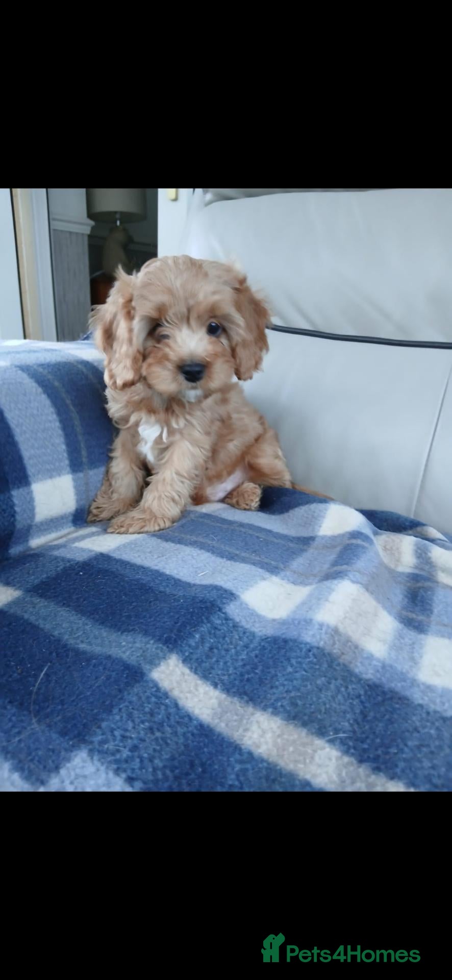 Cavapoo dogs for sale: Cavapoo puppies for sale  - Advert 9