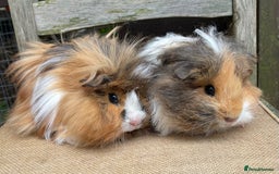 Guinea Pig rodents for sale: Lovely baby girls - Image 3