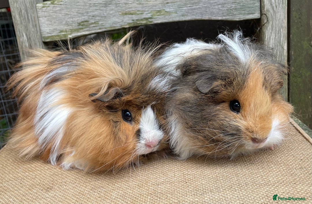 Guinea Pig rodents for sale: Lovely baby girls - Image 3