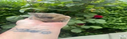 Mini Lop rabbits for sale: Mini lop / Netherland dwarf 3x males  - Advert 4