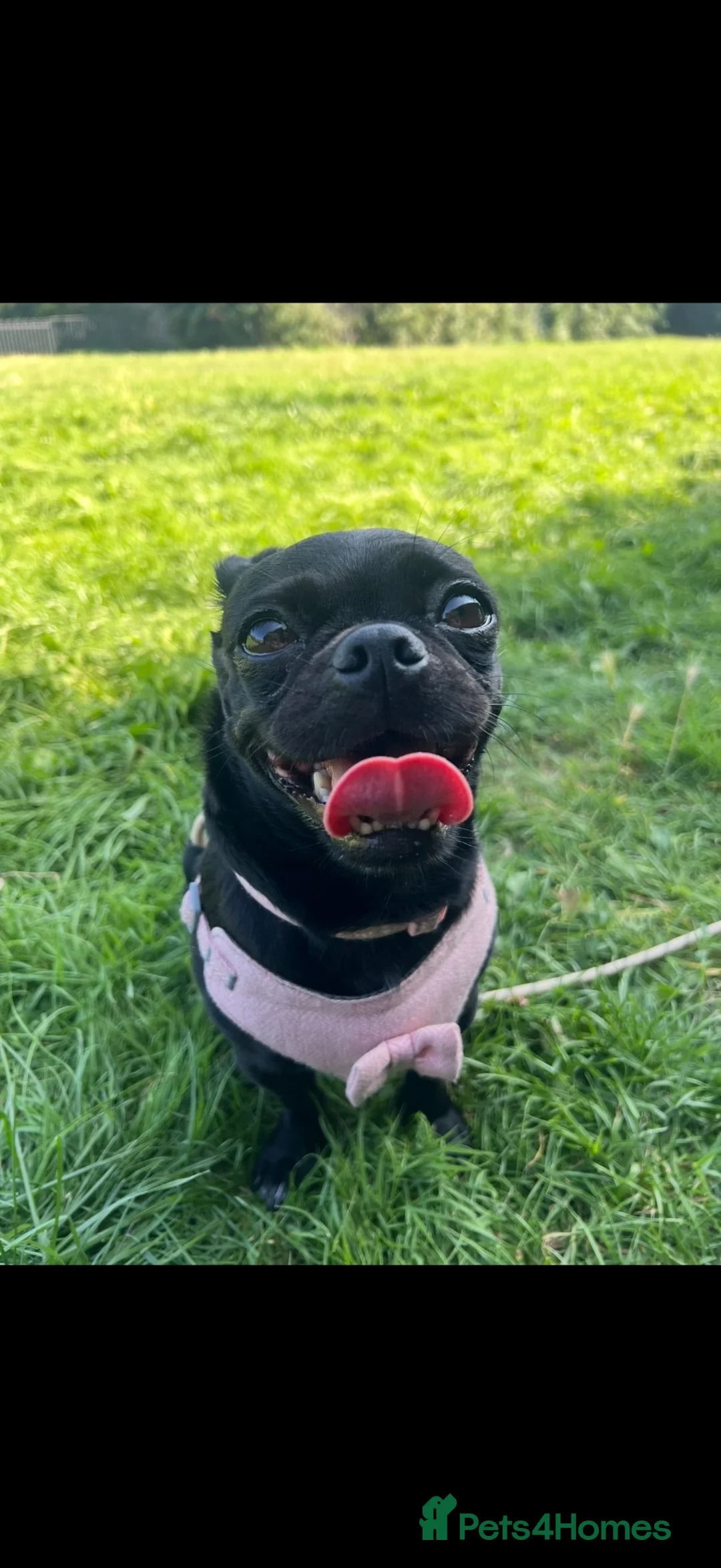 Mixed Breed dogs for sale: 6 year old Pug cross looking for new home in Eastbourne - Advert 2