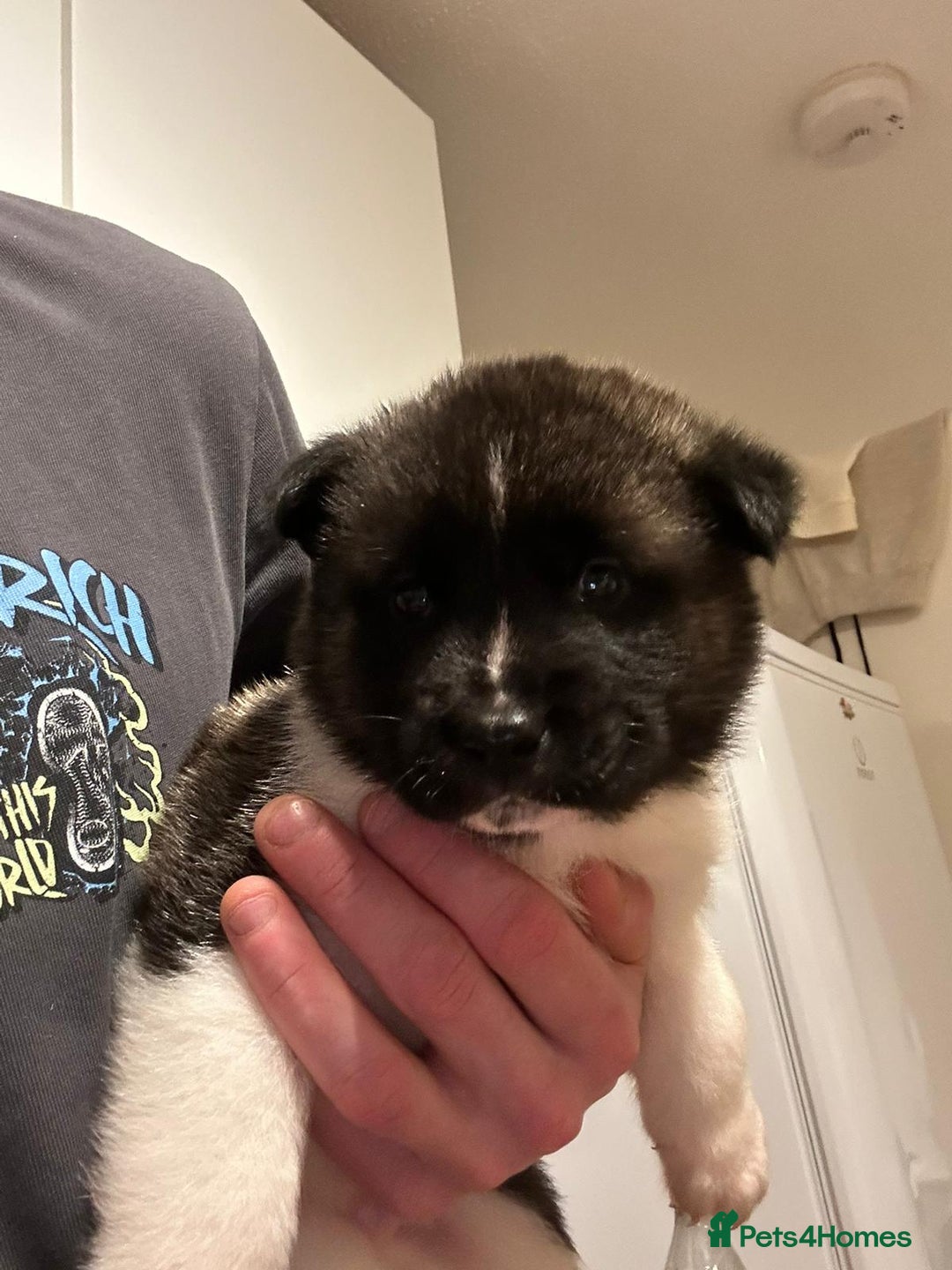 Akita dogs for sale: Beautiful puppy akita - Advert 6