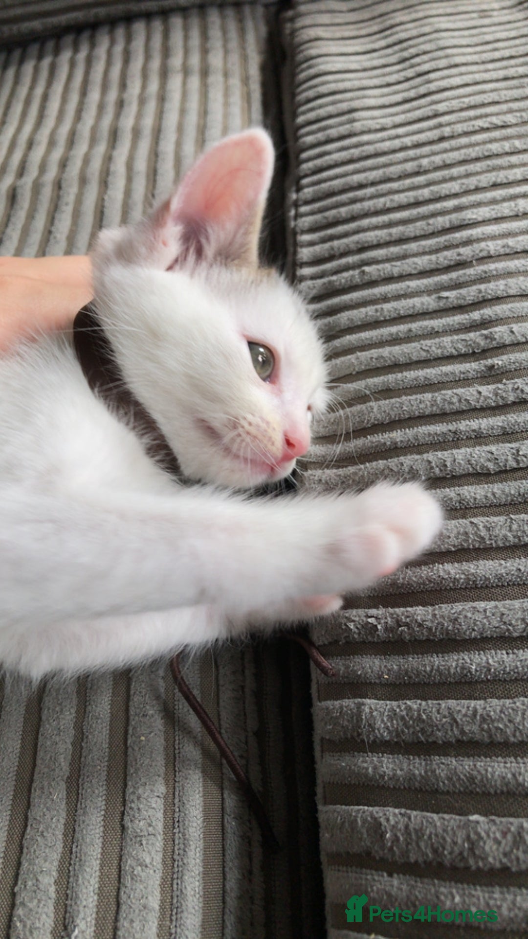 Khao Manee cats for sale: Male kitten  - Image 1